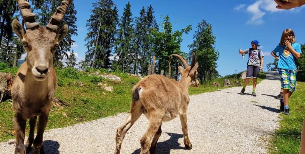 Apartment Wild - Im Skigebiet Gerlitzen & Ossiacher See โบเดนสดอร์ฟ ภายนอก รูปภาพ